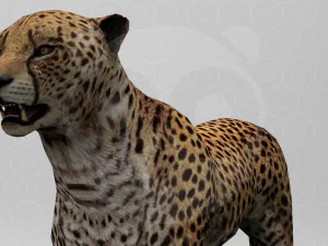 Cheetah - Rigged - Animated 3D Model