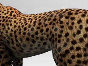 Cheetah - Rigged - Animated 3D Model