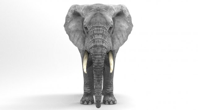 Elephant - Animated 3D Model in Elephant 3DExport