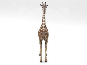 Giraffe - Rigged Modèle 3D