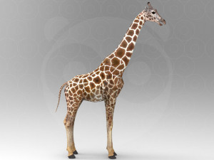 Giraffe - Rigged Modèle 3D