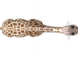 Giraffe - Rigged Modèle 3D