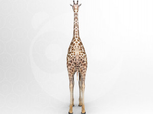 Giraffe - Rigged Modèle 3D