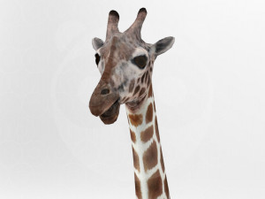 Giraffe - Rigged Modèle 3D