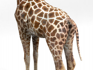 Giraffe - Rigged Modèle 3D