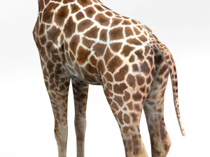 Giraffe - Rigged 3D Model