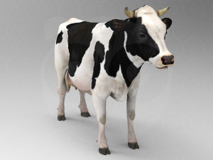 White Cow - Rigged - Animated 3D Model