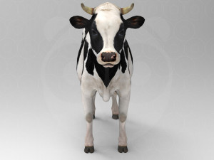 White Cow - Rigged - Animated 3D Model