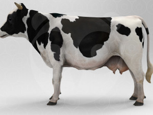 White Cow - Rigged - Animated 3D Model