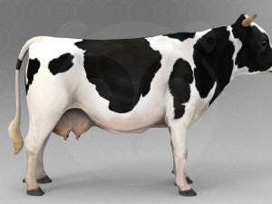 White Cow - Rigged - Animated 3D Model
