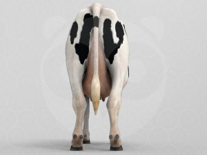 White Cow - Rigged - Animated 3D Model