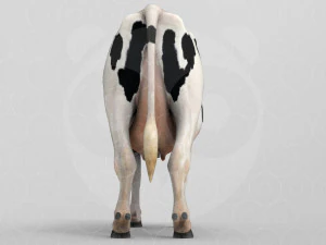 White Cow - Rigged - Animated 3D Model