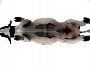 White Cow - Rigged - Animated 3D Model