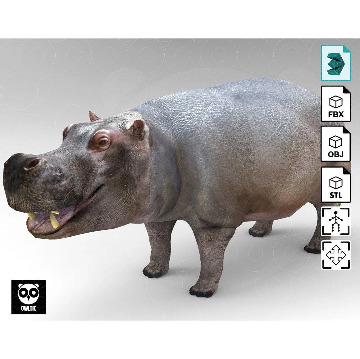 Hippopotamus - Rigged 3D Model .c4d .max .obj .3ds .fbx .stl .blend 