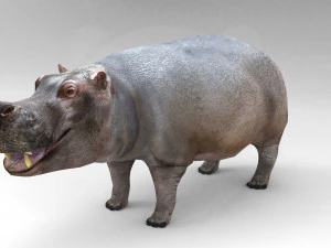 Hippopotamus - Rigged 3D Model