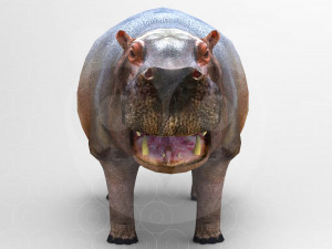 Hippopotamus - Rigged Model 3D