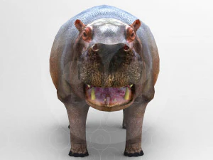 Hippopotamus - Rigged 3D Model