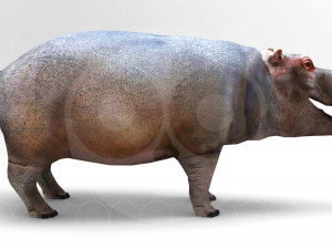 Hippopotamus - Rigged Model 3D