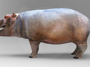 Hippopotamus - Rigged Model 3D