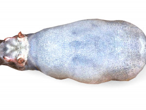 Hippopotamus - Rigged Model 3D