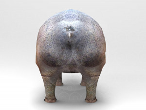 Hippopotamus - Rigged Model 3D