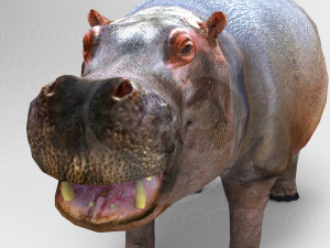 Hippopotamus - Rigged Model 3D