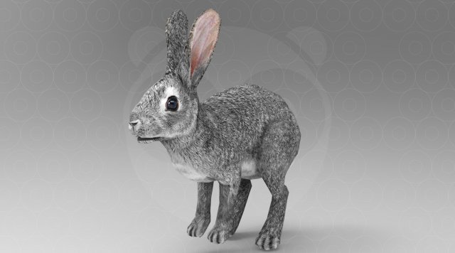 Hare - Rigged - Animated Model 3D .c4d .max .obj .3ds .fbx .stl .blend 