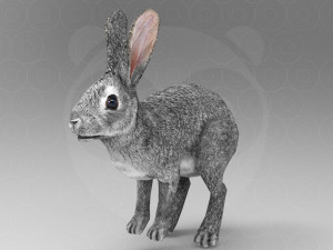 Hare - Rigged - Animated 3D 模型