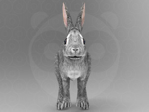 Hare - Rigged - Animated Model 3D