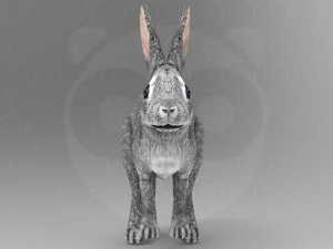 Hare - Rigged - Animated 3D Model