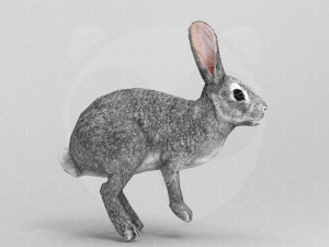 Hare - Rigged - Animated Model 3D
