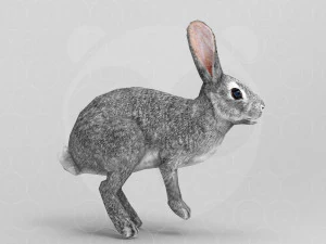 Hare - Rigged - Animated 3D Model