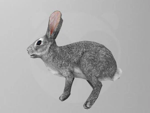 Hare - Rigged - Animated 3D Model