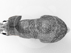 Hare - Rigged - Animated Model 3D