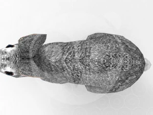 Hare - Rigged - Animated 3D Model