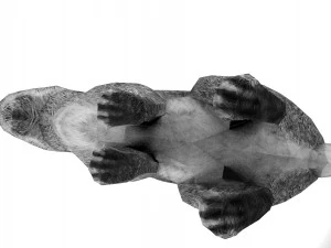 Hare - Rigged - Animated 3D Model