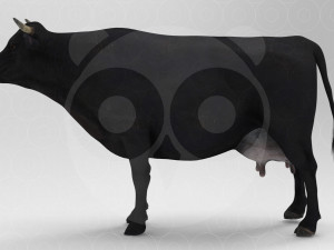 Black Cow 3Dモデル