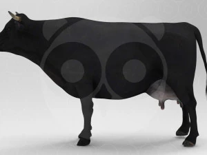 Vaca Negra Modelo 3D