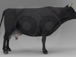 Black Cow 3Dモデル