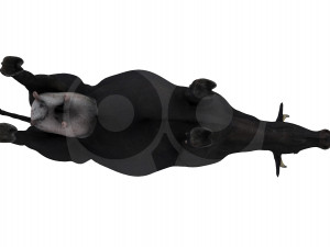 Black Cow 3Dモデル
