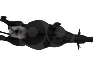 Vaca Negra Modelo 3D