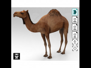Wild Animal Pack - Rigged - Animated 3Dモデル