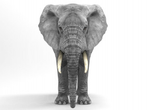 Wild Animal Pack - Rigged - Animated Model 3D