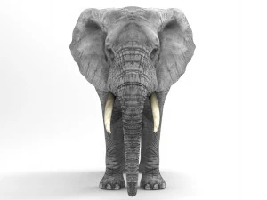 Wild Animal Pack - Rigged - Animated 3D Model