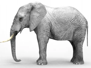 Wild Animal Pack - Rigged - Animated 3D Model