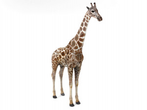 Wild Animal Pack - Rigged - Animated Model 3D