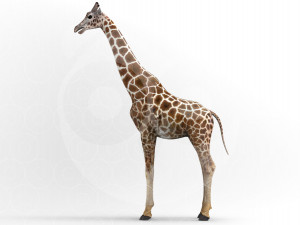 Wild Animal Pack - Rigged - Animated Model 3D