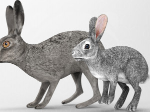 Wild Animal Pack - Rigged - Animated Model 3D