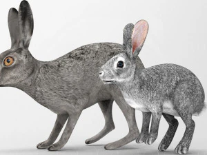 Wild Animal Pack - Rigged - Animated 3D Model