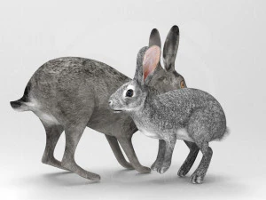 Wild Animal Pack - Rigged - Animated 3D Model